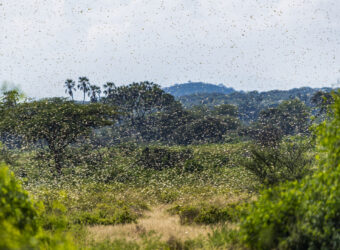 Desert Locust Monitoring in East-Africa