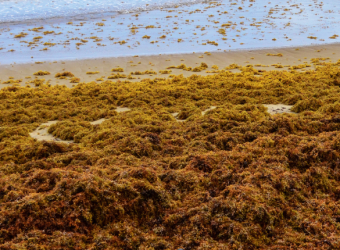 Tackling the Sargassum Challenge: Reflections on the Conference on Sargassum