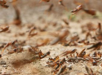 Building locust resilience in East Africa with EO data