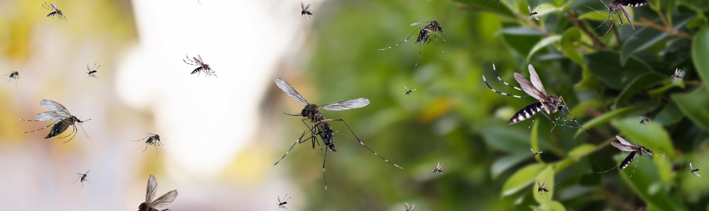 From climate data to public health action: an early warning system for dengue in Pakistan